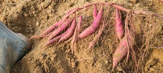 김원식님의 고구마 · 자유게시판 작성글 사진