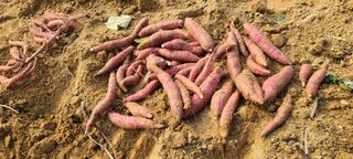 김원식님의 고구마 · 자유게시판 작성글 사진