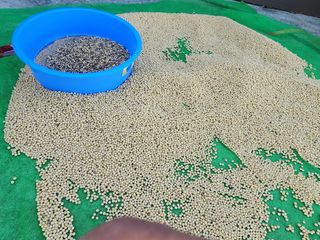 조효성님의 11월 내 작물 자랑하기 · 참여글 작성글 사진