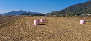 사천시향촌동 돼지띠님의 우리동네 · 동네정보 작성글 사진