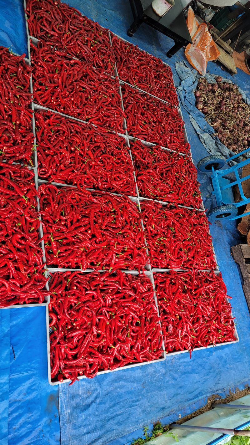 다불산님의 장터 판매 상품 [고추가루 10근] 첨부 사진