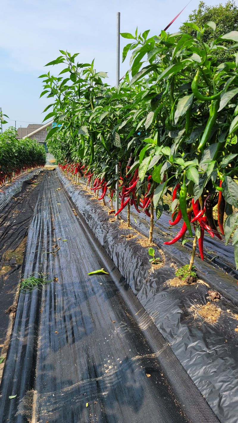 다불산님의 장터 판매 상품 [고추가루 10근] 첨부 사진