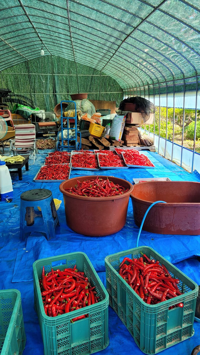 다불산님의 장터 판매 상품 [고추가루 10근] 첨부 사진