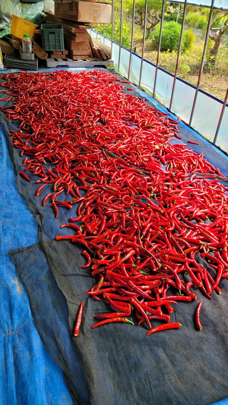 다불산님의 장터 판매 상품 [고추가루 10근] 첨부 사진