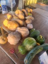 팜모닝 11월 내 작물 자랑하기·참여글 게시글 이미지