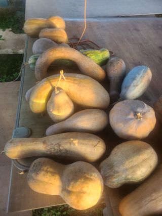 김영복 19146님의 11월 내 작물 자랑하기 · 참여글 작성글 사진