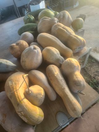 김영복 19146님의 11월 내 작물 자랑하기 · 참여글 작성글 사진