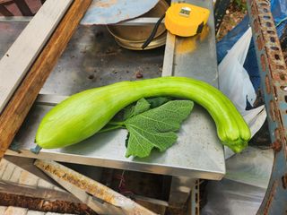 김영복 19146님의 11월 내 작물 자랑하기 · 참여글 작성글 사진