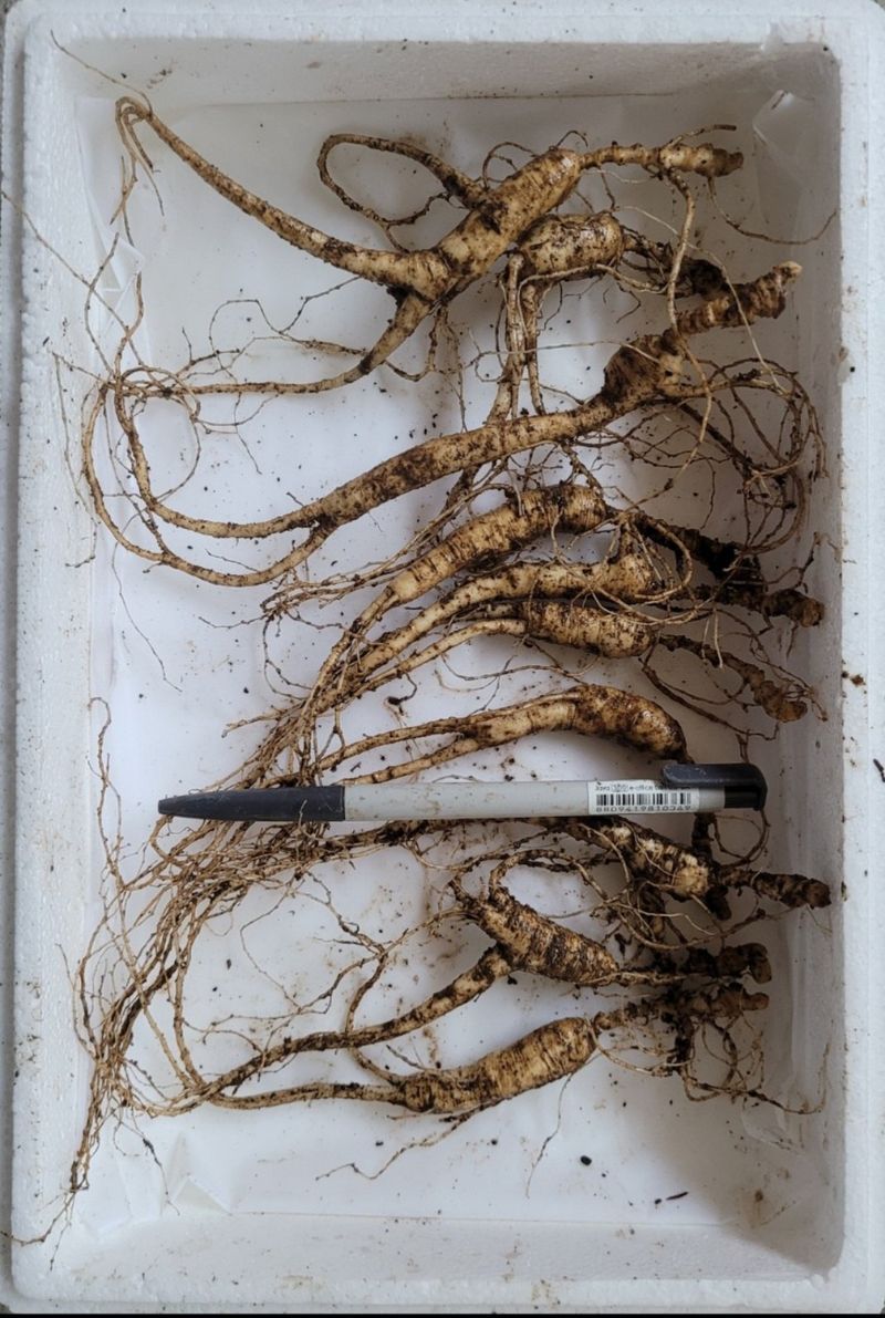 신재용님의 장터 판매 상품 [장뇌삼 할인판매 ] 첨부 사진