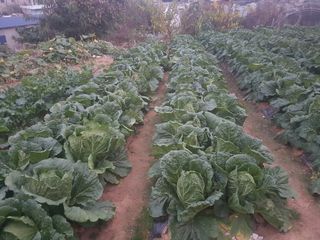 유영선입당♡님의 11월 내 작물 자랑하기 · 참여글 작성글 사진