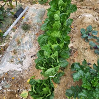 장유경만점자님의 11월 내 작물 자랑하기 · 참여글 작성글 사진