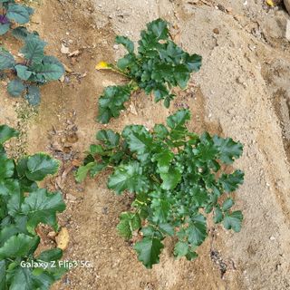 장유경만점자님의 11월 내 작물 자랑하기 · 참여글 작성글 사진