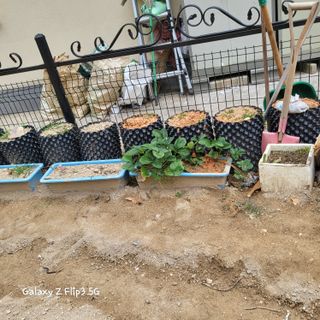 장유경만점자님의 11월 내 작물 자랑하기 · 참여글 작성글 사진