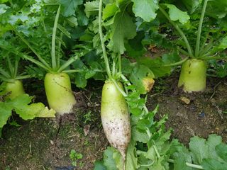 당근한개님의 기타작물 · 자유게시판 작성글 사진