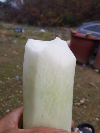 당근한개님의 기타작물 · 자유게시판 작성글 사진