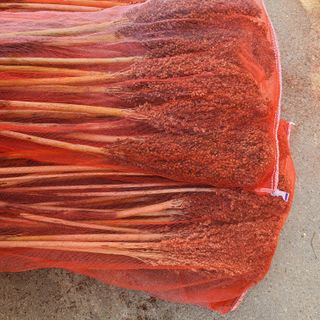 knlee2222님의 11월 내 작물 자랑하기 · 참여글 작성글 사진