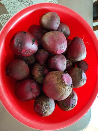 초보농부님의 자두 · 자유게시판 작성글 사진