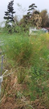 팜모닝 기타작물·영농일지 게시글 이미지