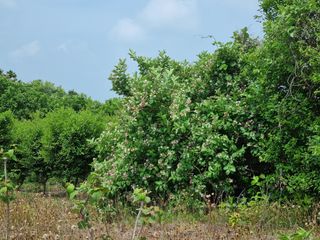 낙엽교목류7190님의 11월 내 작물 자랑하기 · 참여글 작성글 사진