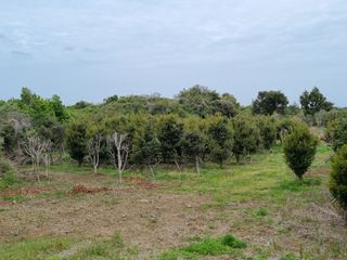 낙엽교목류7190님의 11월 내 작물 자랑하기 · 참여글 작성글 사진