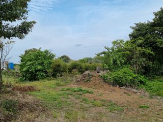 낙엽교목류7190님의 11월 내 작물 자랑하기 · 참여글 작성글 사진