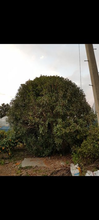 낙엽교목류7190님의 11월 내 작물 자랑하기 · 참여글 작성글 사진