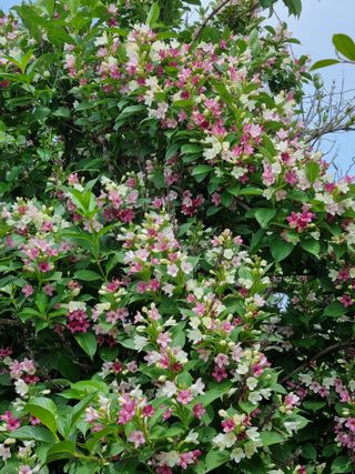 낙엽교목류7190님의 11월 내 작물 자랑하기 · 참여글 작성글 사진