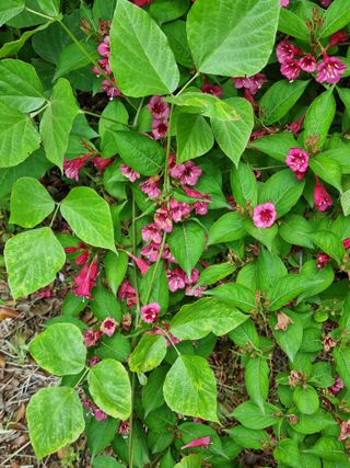 낙엽교목류7190님의 11월 내 작물 자랑하기 · 참여글 작성글 사진