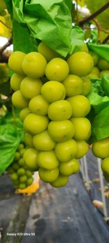 팜모닝 11월 내 작물 자랑하기·참여글 게시글 이미지