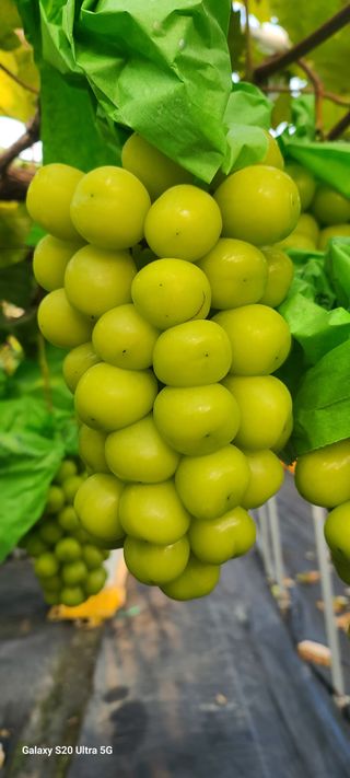 자연자유님의 11월 내 작물 자랑하기 · 참여글 작성글 사진