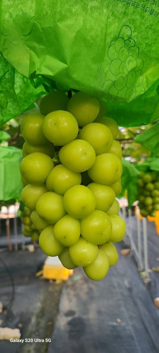 자연자유님의 11월 내 작물 자랑하기 · 참여글 작성글 사진