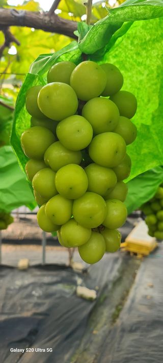 자연자유님의 11월 내 작물 자랑하기 · 참여글 작성글 사진