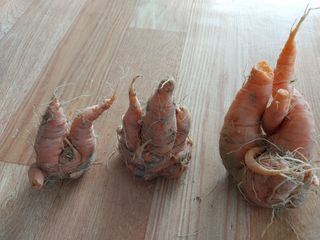 강판술님의 11월 내 작물 자랑하기 · 참여글 작성글 사진