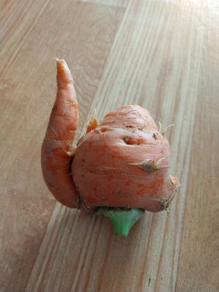 강판술님의 11월 내 작물 자랑하기 · 참여글 작성글 사진