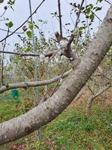 팜모닝 사과·병해충상담 게시글 이미지