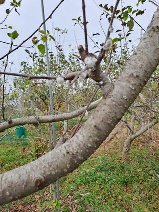 김성년님의 사과 · 병해충상담 작성글 사진