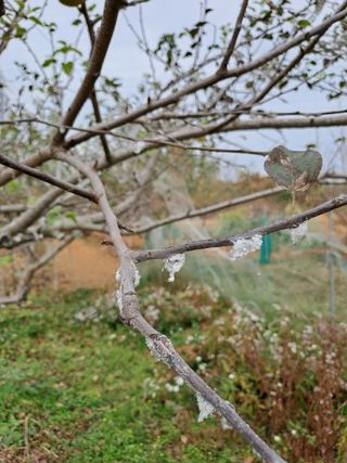 김성년님의 사과 · 병해충상담 작성글 사진