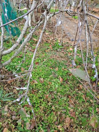 김성년님의 사과 · 병해충상담 작성글 사진