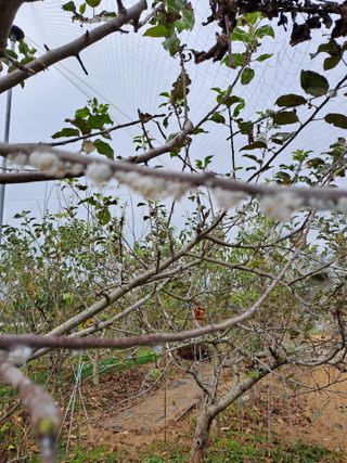 김성년님의 사과 · 병해충상담 작성글 사진