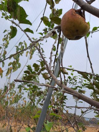김성년님의 사과 · 병해충상담 작성글 사진