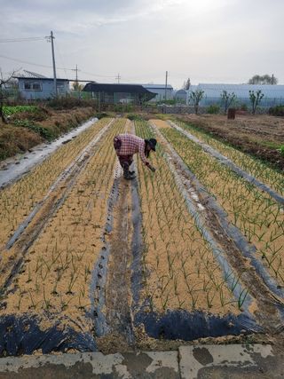 노경자님의 11월 내 작물 자랑하기 · 참여글 작성글 사진