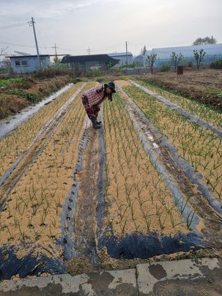 노경자님의 11월 내 작물 자랑하기 · 참여글 작성글 사진