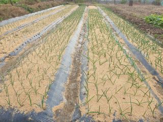 노경자님의 11월 내 작물 자랑하기 · 참여글 작성글 사진