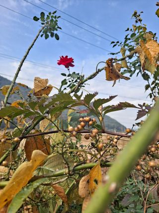 농촌사랑님의 자유주제 · 자유게시판 작성글 사진