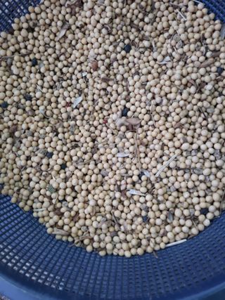 초보얌님의 콩 · 자유게시판 작성글 사진