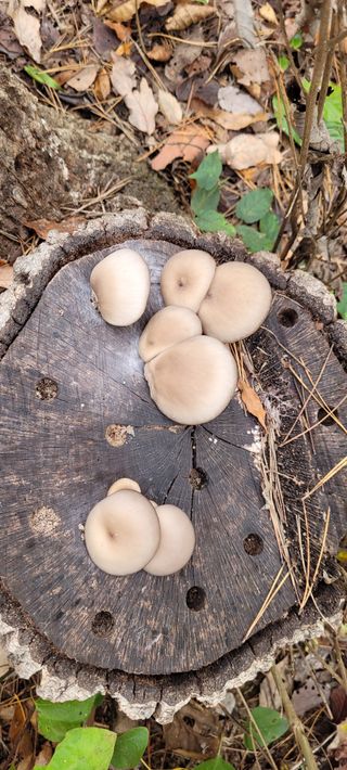 김정은님의 11월 내 작물 자랑하기 · 참여글 작성글 사진