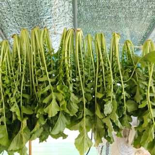 정길영님의 기타작물 · 자유게시판 작성글 사진