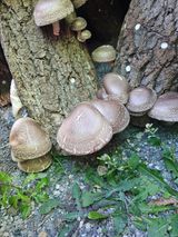 팜모닝 버섯·수확 게시글 이미지