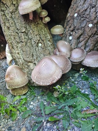 심영진님의 버섯 · 수확 작성글 사진