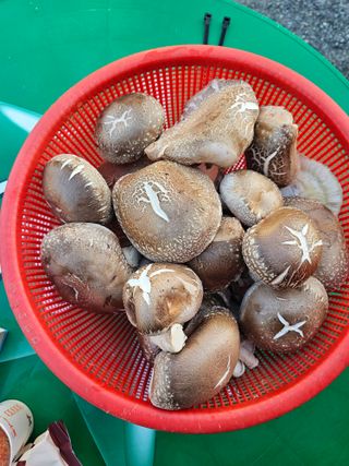 심영진님의 버섯 · 수확 작성글 사진